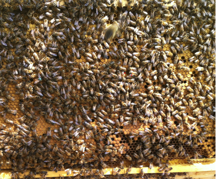 Eine Brutwabe mit verdeckelter Brut und vielen Bienen.