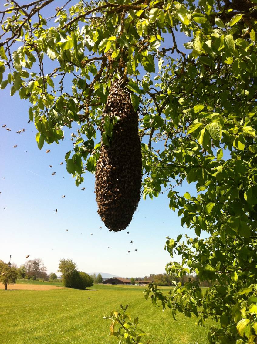 Ein grosser Bienenschwarm in Form eines Tannzapfen an dünnem Ast eines Kirschbaums hängend. Er wiegt ca. 3,5 Kilo.
