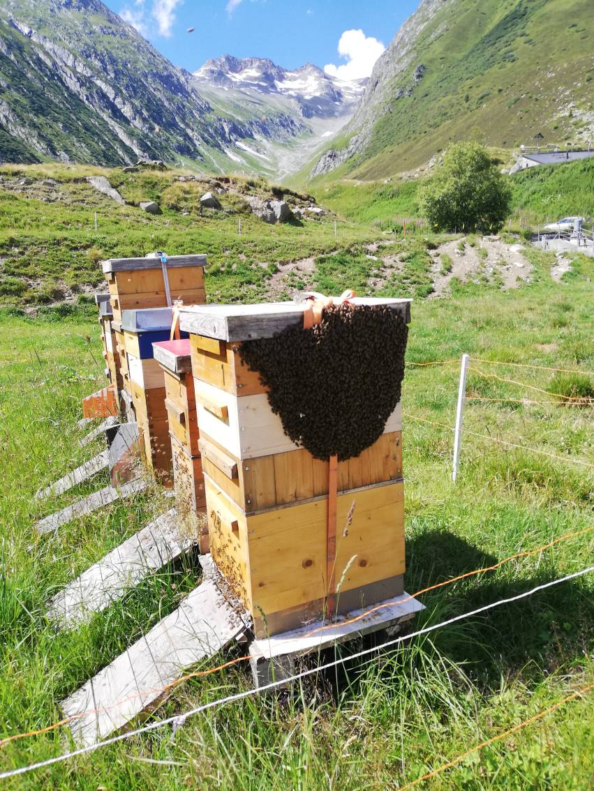 Bienenkästen auf einer Alpwiese stehend. An der ersten Kiste hängt ein schöner Bienenschwarm. Im Hintergrund sieht man das Tal hinauf bis zu den Schneebergen.