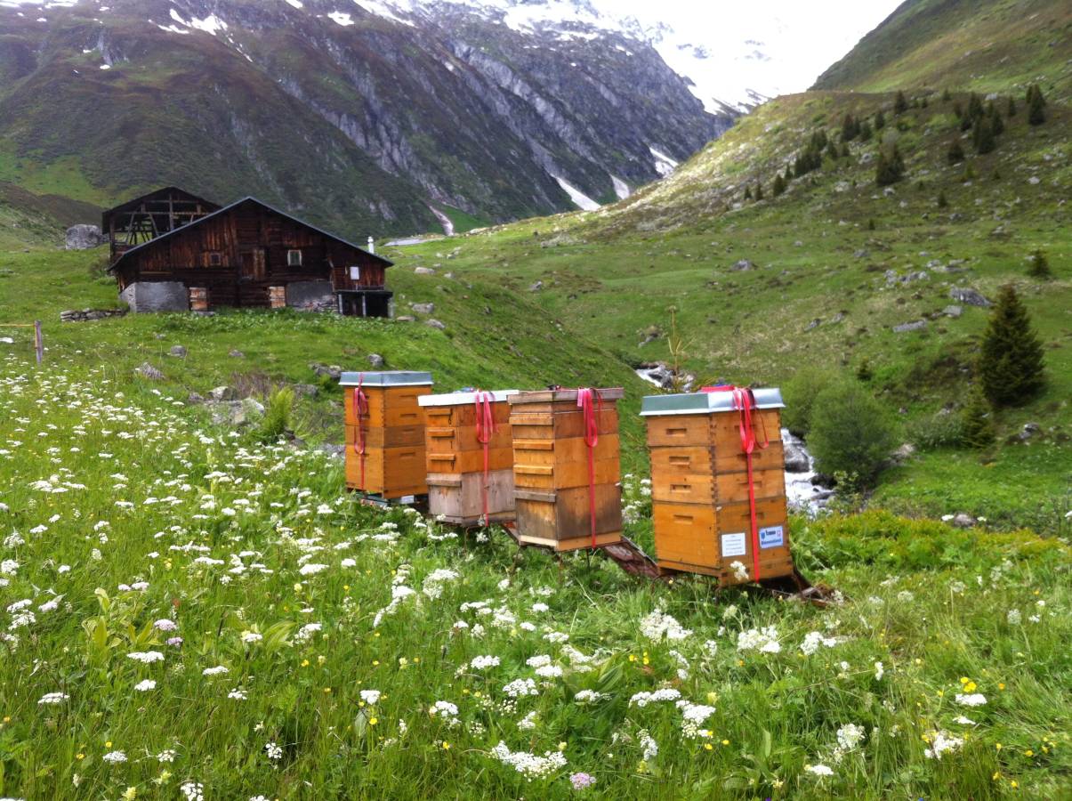 Bienenkästen stehen auf einer Alpwiese vor den Alphütten. die Blumen Blühen. am oberen Bildrand sieht man dass noch ziemlich Schnee liegt.